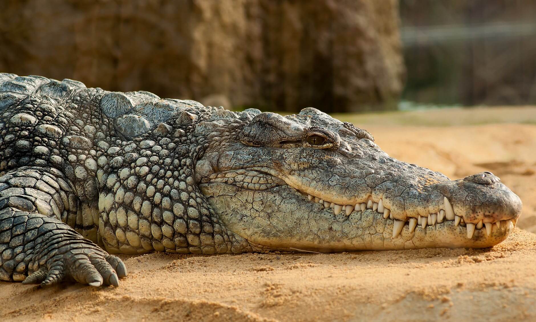 timsah, crocodile