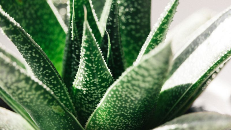 haworthia-fasciata-sukulent