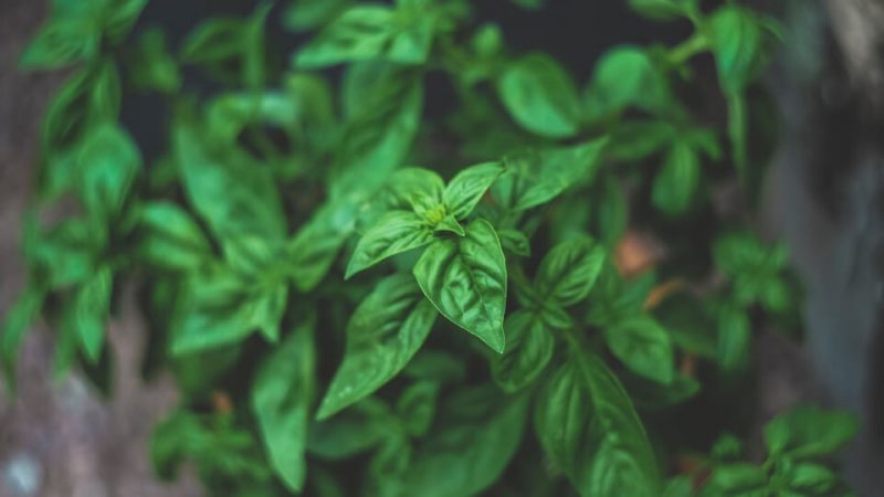 feslegen-yetistirme-deneyimi