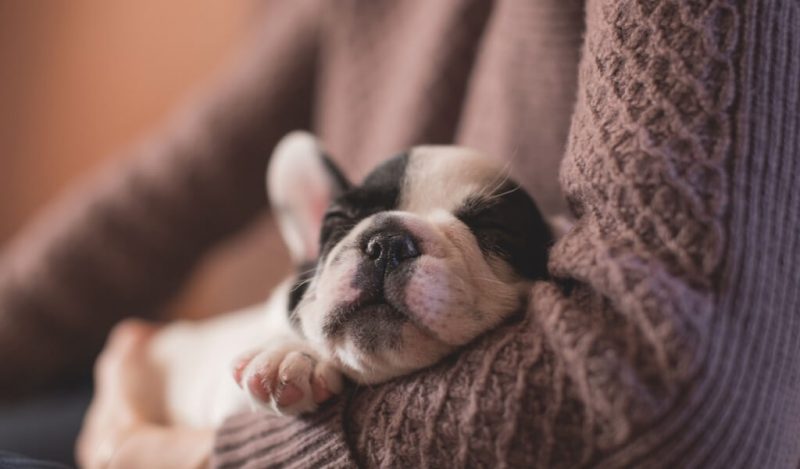 hayvanseverlere-hediye-onerileri-hayvan-sahiplerine-hediyeler