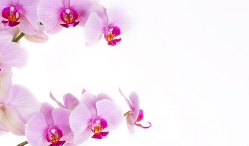 orkide-cicegi-muhiku-blog