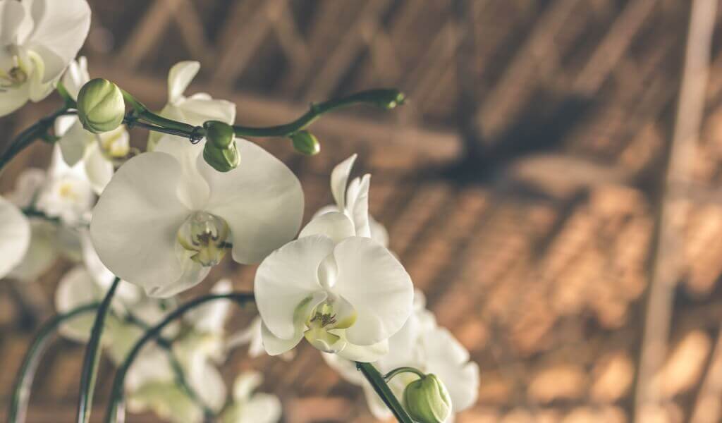 orkide-turleri-orchid-muhiku