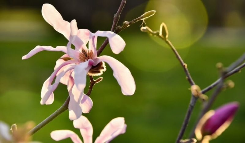 tavsantopugu-orchis-italica-muhiku