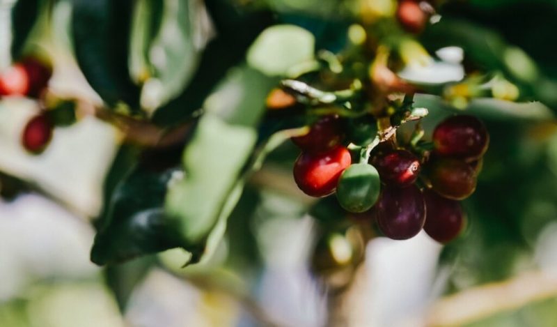 bolgelerine-gore-guatemala-kahvesi
