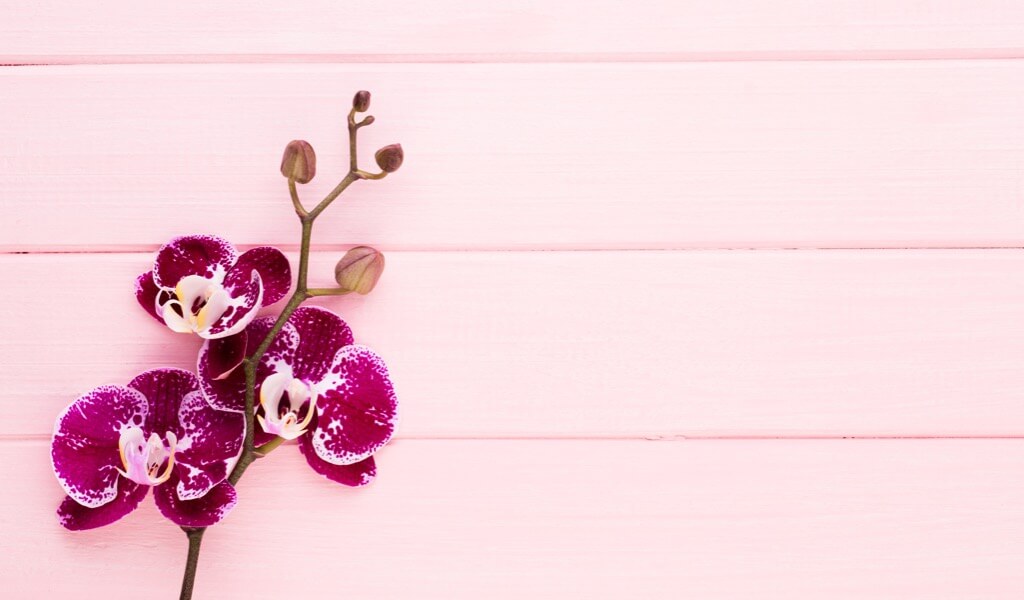 orkide-ciceginin-anlami-nedir