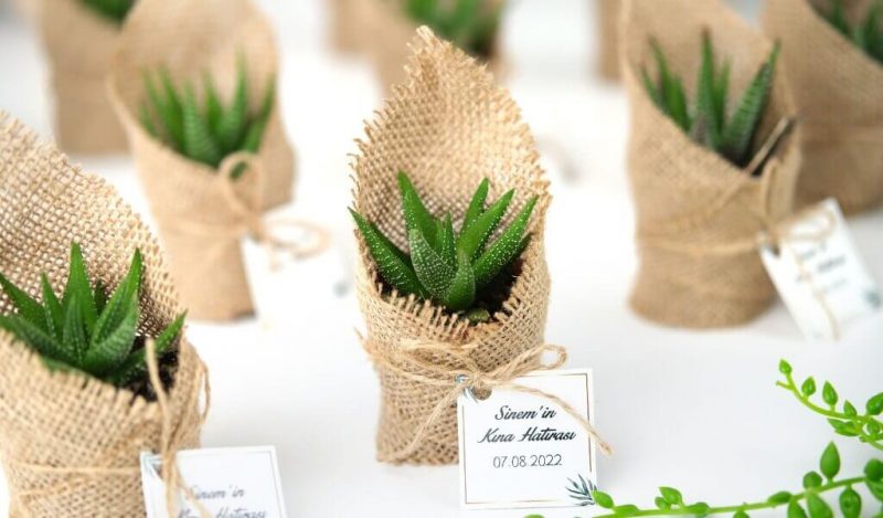 mini-sukulent-soz-nisan-kina-hatirasi