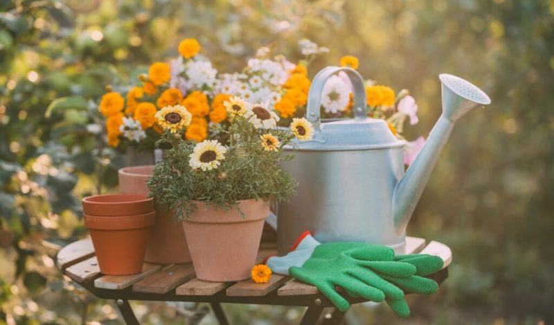 gerbera-cicegi-bakimi-nasil-yapilir