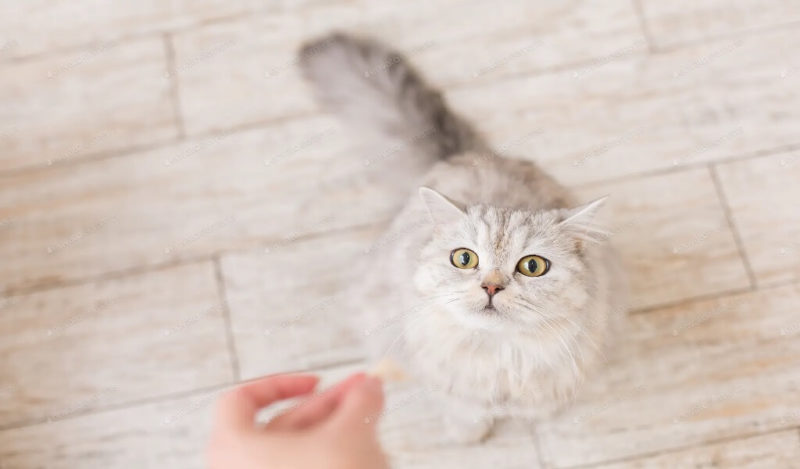 british-kedi-muz-yer-mi