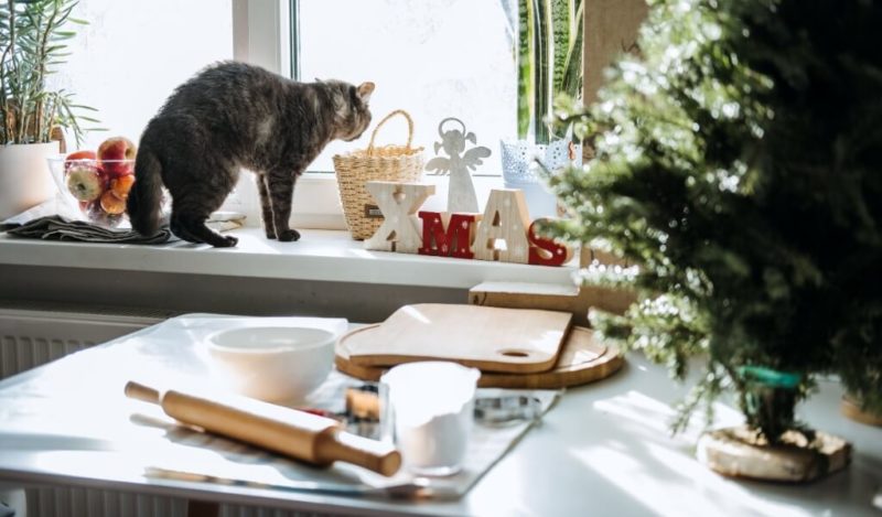 kedi-bayat-ekmek-muhikublog