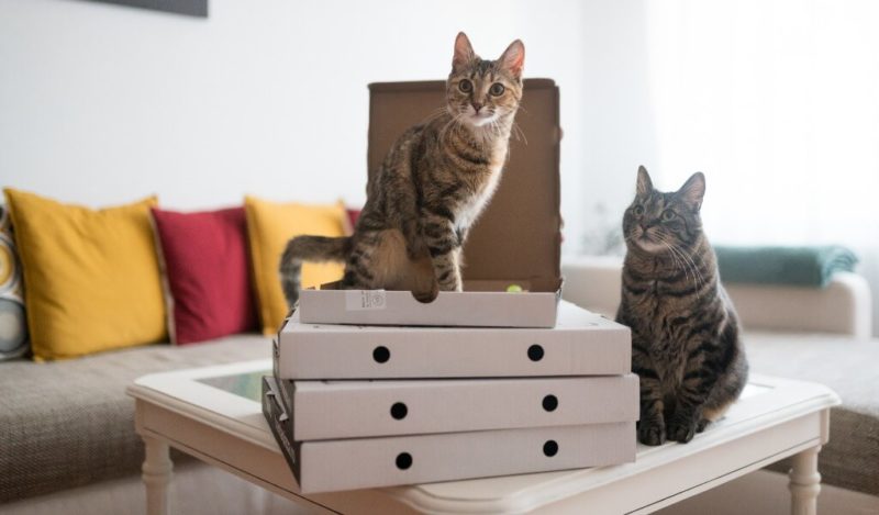 kedi-ekmek-muhikublog