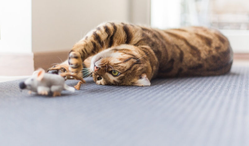 kedi-fare-yer-mi-muhikublog