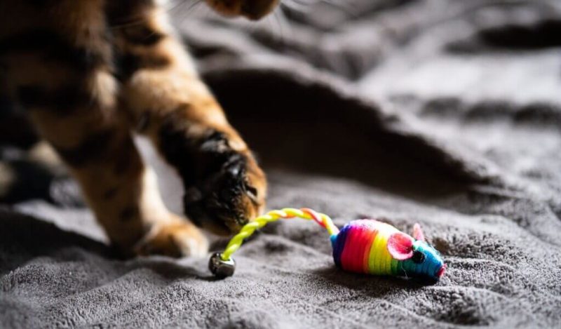 kedi-fareyi-nasl-yer-muhikublog