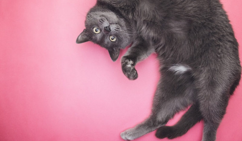 kediler-ne-kadar-yogurt-yemeli