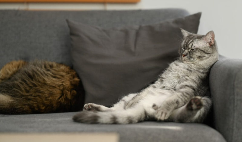 kediler-neden-yogurt-yer