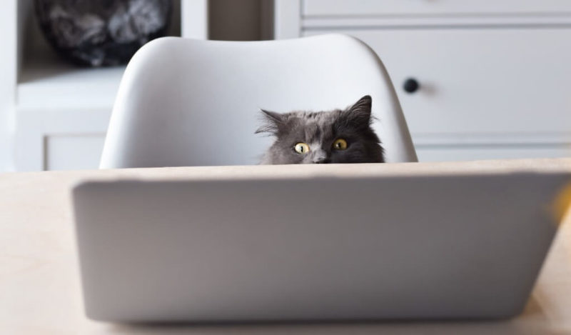 kedilere-ne-siklikla-yogurt-verilir