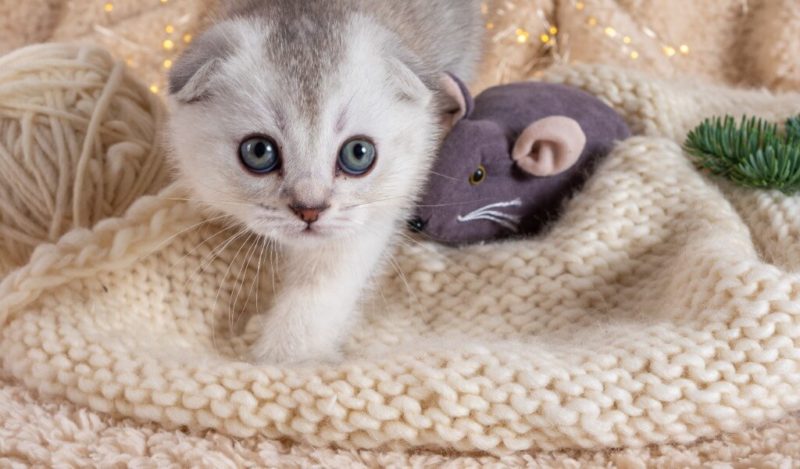 scottish-fold-fare-yakalar-mi