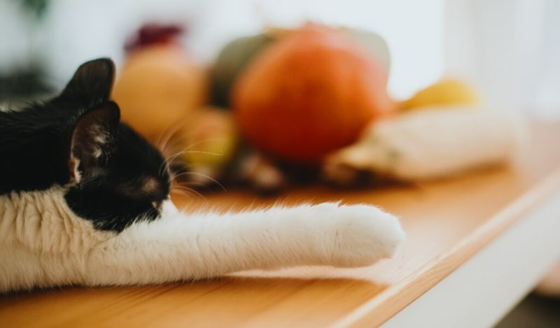 kedi-pismis-havuc-yer-mi