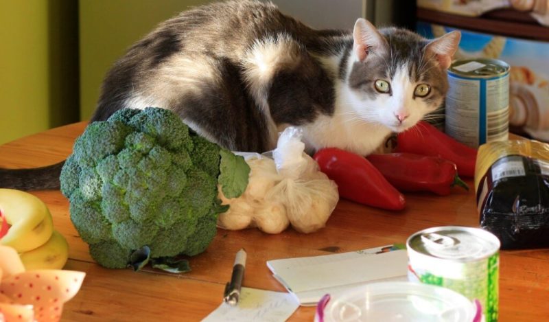 kediler-cig-havuc-yer-mi