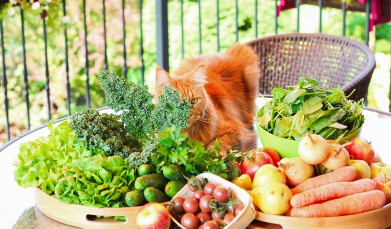 kediler-cig-havuc-yer-mi