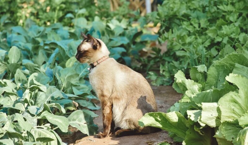 kediler-cig-ispanak-yer-mi