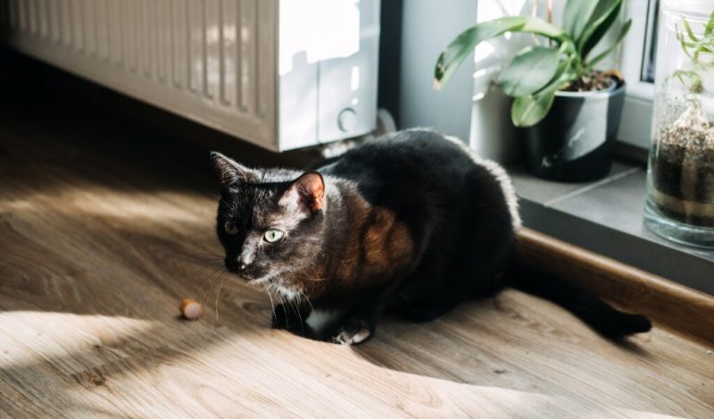 kedilere-sosis-verilir-mi