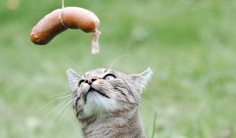 sokak-kedisi-sosis-yer-mi