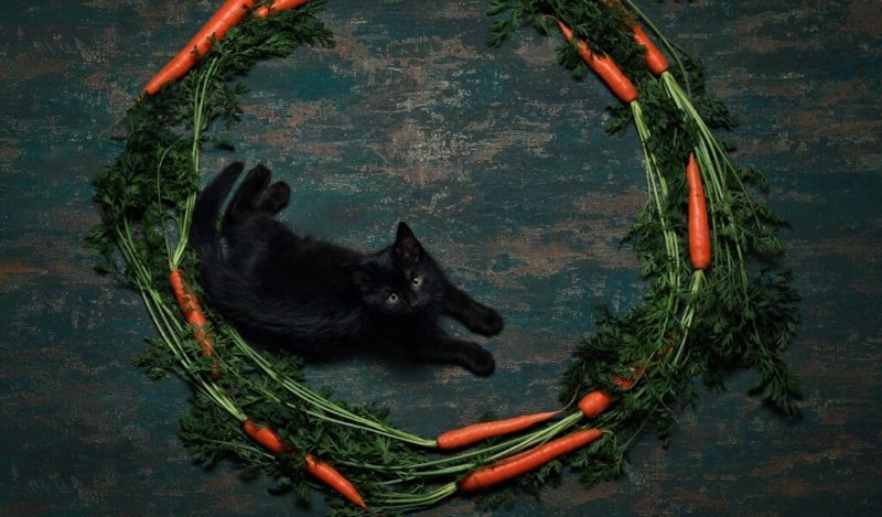 yavru-kedi-havuc-yer-mi