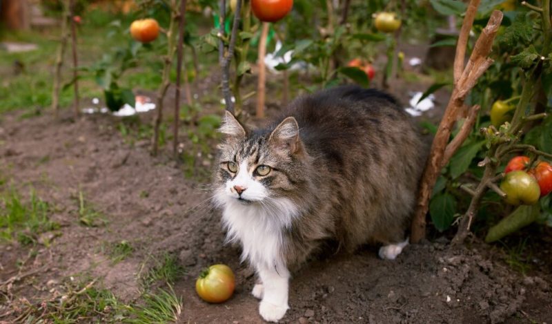 kediler-domates-yerse-ne-olur