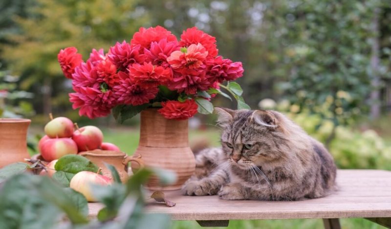 kediler-elma-yerse-ne-olur