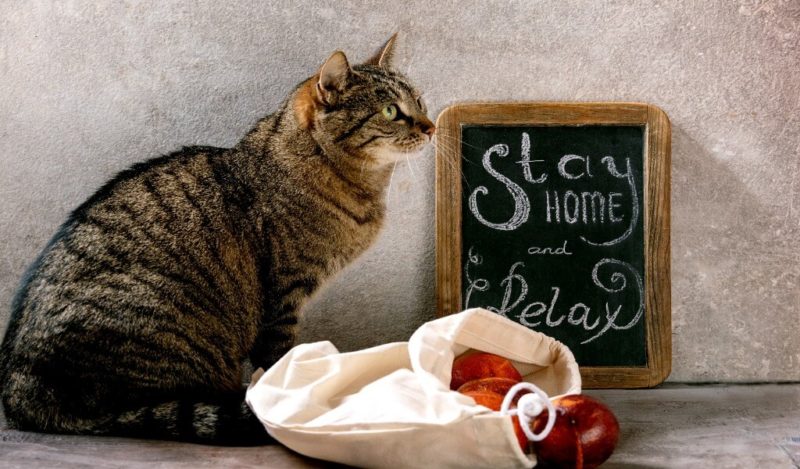 kediler-hangi-meyveleri-yer