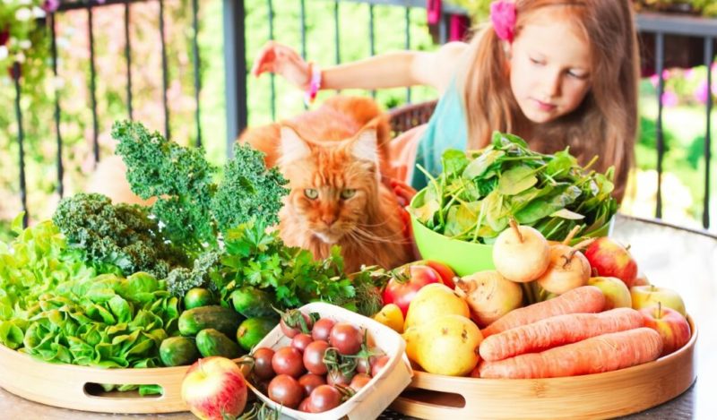 yavru-kediler-domates-yer-mi