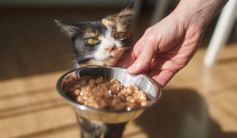 ciger-kediler-icin-zararli-mi