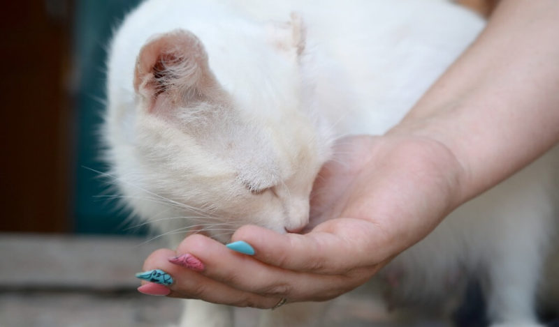 kedi-kestane-yer-mi