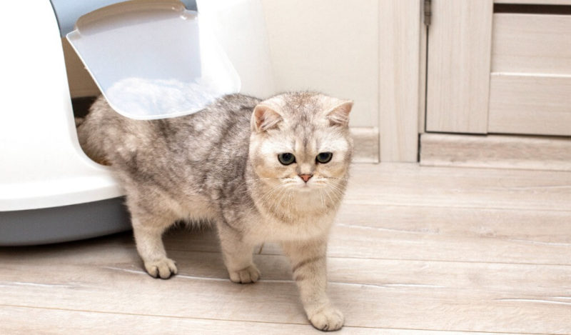 kedi-kum-yerse-ne-olur