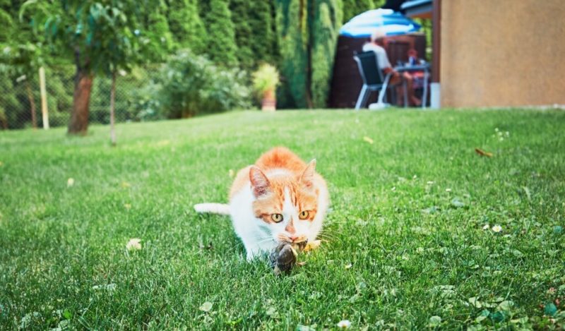 kedi-yilan-yerse-ne-olur