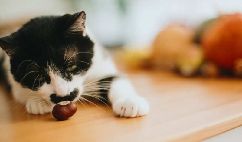 kediler-kestane-yerse-ne-olur