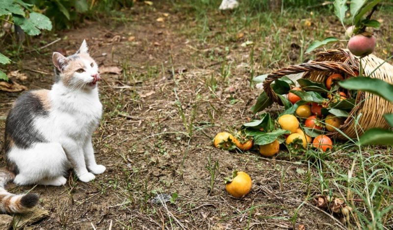 kediler-mandalina-yer-mi-yerse-ne-olur