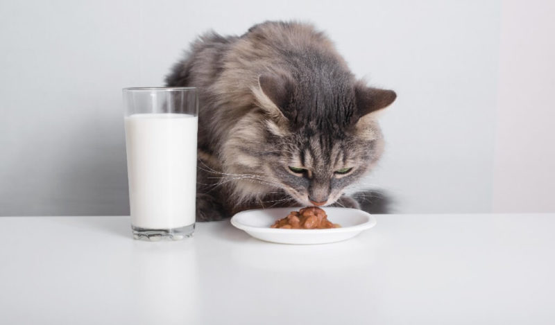 kediler-nohut-yemegi-yer-mi