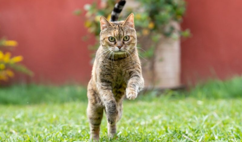 kediler-yilan-yer-mi