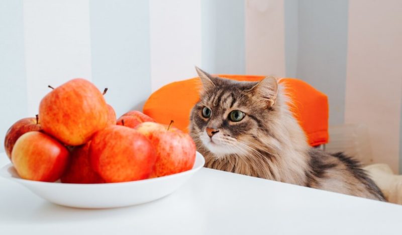 kedilere-mandalina-verilir-mi