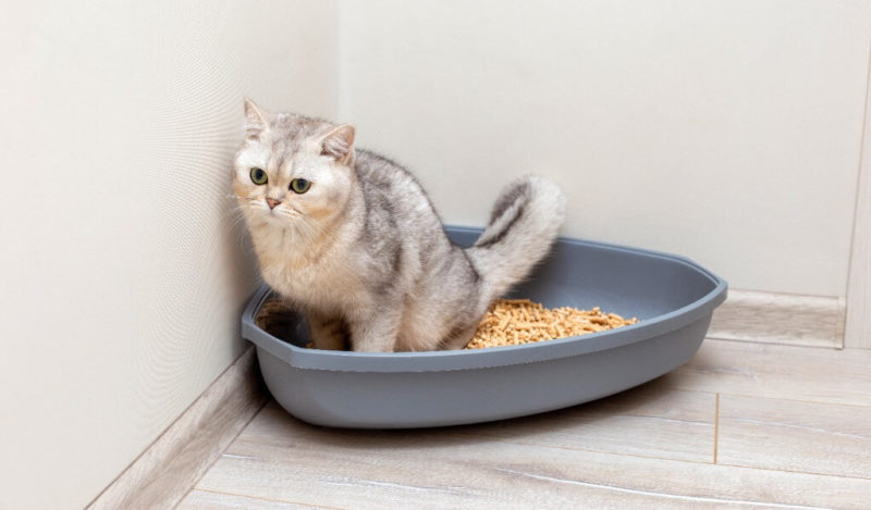 kedim-kum-yiyor-ne-yapmaliyim