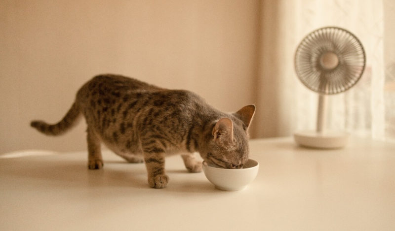 yavru-kedi-ciger-yer-mi