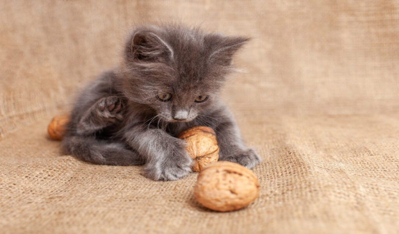 yavru-kediler-ceviz-yer-mi