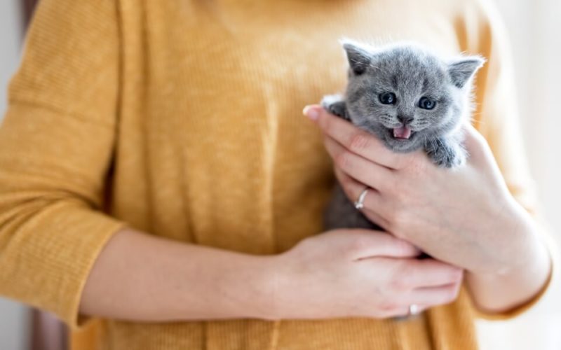 bebek-kediler-ne-yer-gelisim-evrelerine-gore-beslenme-tablosu