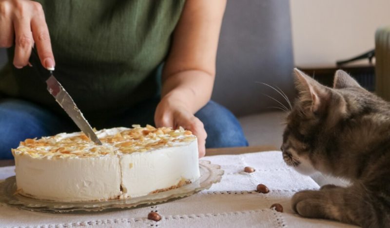 kedi-kek-muhiku-blog