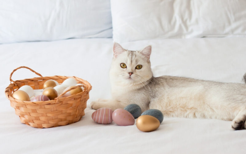 kediler-yumurta-yer-mi-muhiku-blog