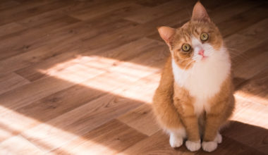 sarman-kedi-muhiku-blog