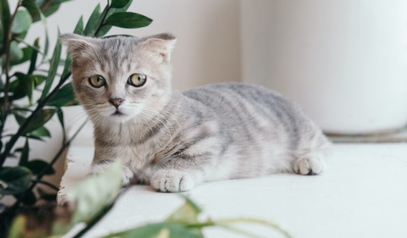 scotish-yavru-kedi-muhiku-blog