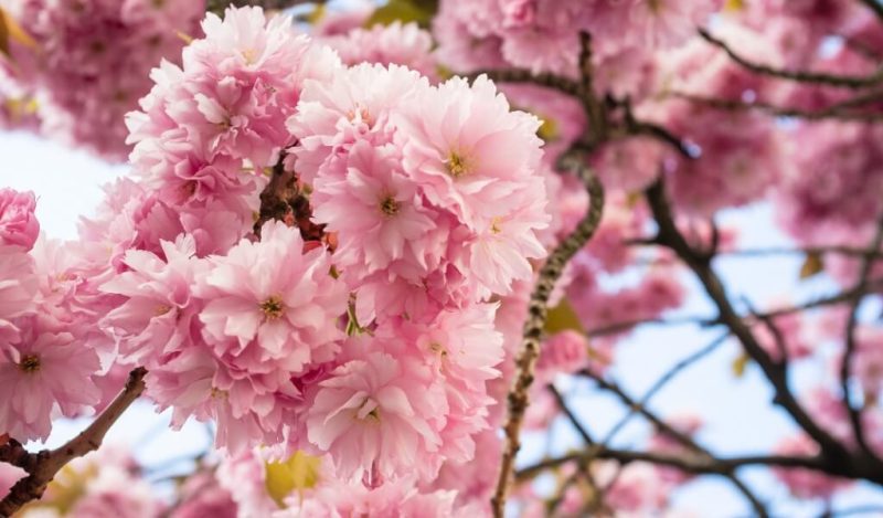 ciceklerle-ilgili-merak-edilen-diger-sorular