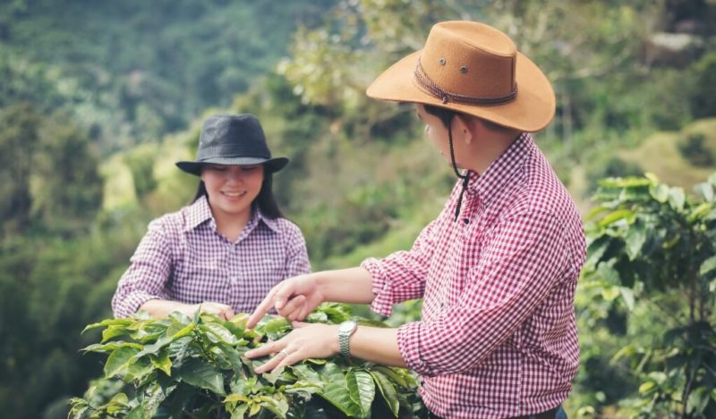 kolombiya-kahvesi-uretimi
